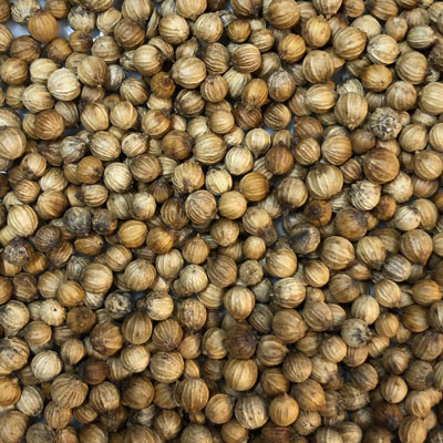 ハーブティー通販 コリアンダー シード 50ｇ ハーブ専門店 プラスハーブ ドライハーブ