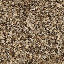 ダンディライオン