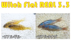 YG.labo/ワイジーラボ Witch flat RAEL3.3"/ウィッチフラット リアル3.3"