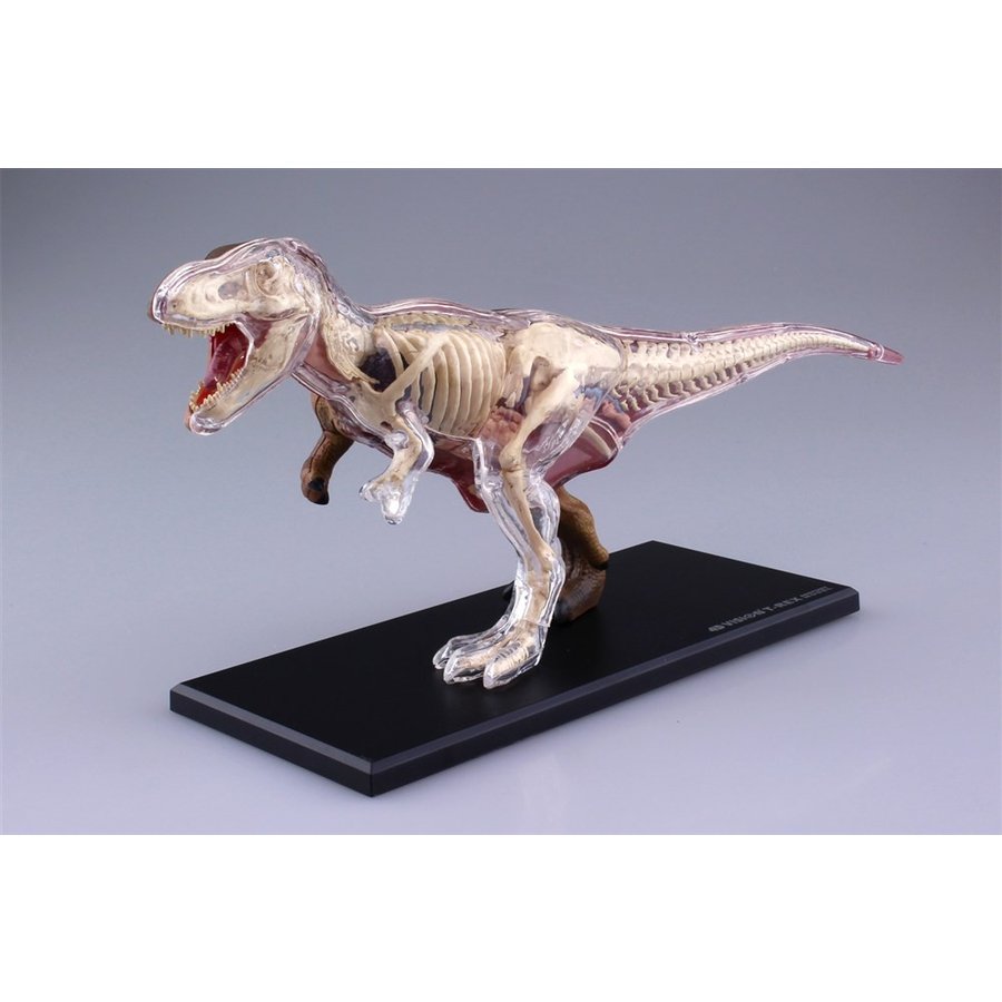 ブランド購入サイト アオシマ 4D VISION 動物解剖モデル T-REX解剖モデル その他