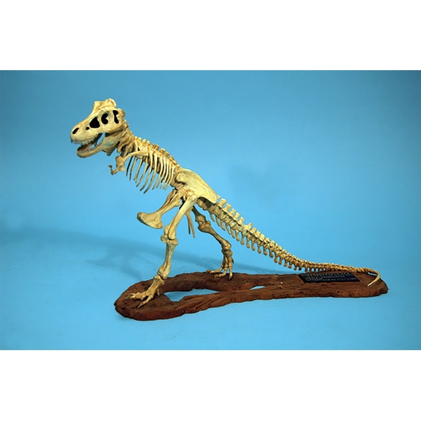 グレンコモデル 1/24 ティラノサウルス 骨格モデル スケールモデル GM07906