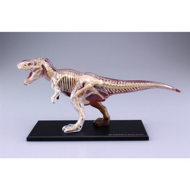 アオシマ 4D VISION 動物解剖 No.22 T-REX 解剖モデル 4D Vison T-Rex Vision Model