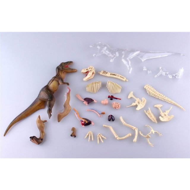 4D VISION 動物解剖 No.22 T-REX 解剖モデル 模型・プラモデル