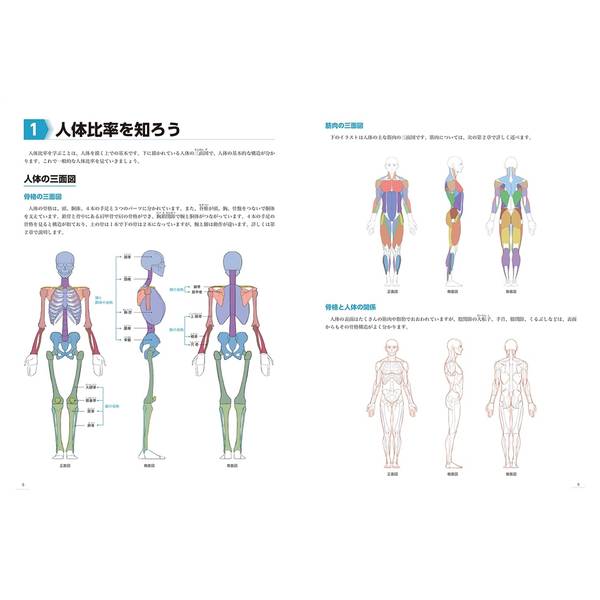 人体の構造と動き 描き方入門　人体を描くうえで重要なポイントを完全解説