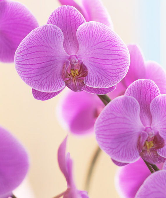 プレミアム・3本立ピンク大輪胡蝶蘭