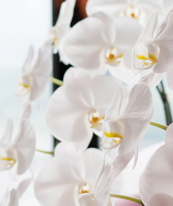 5本立ホワイト大輪胡蝶蘭