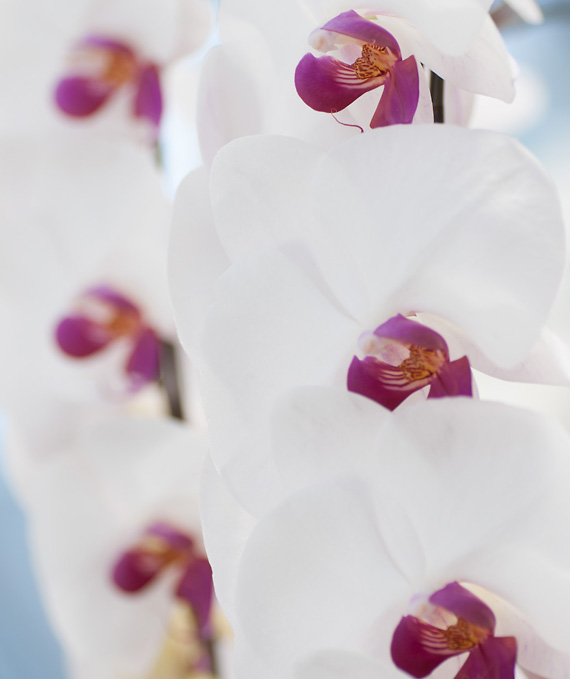 5本立ホワイト・レッド大輪胡蝶蘭