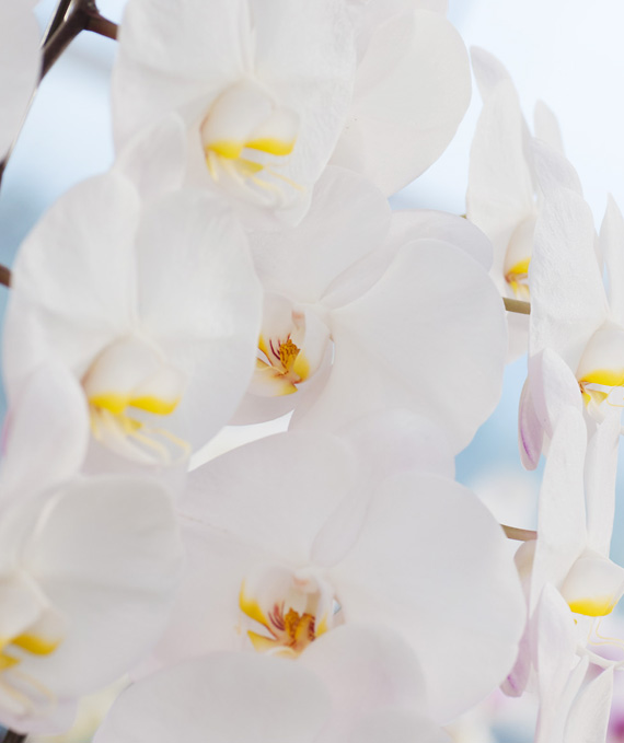 プレミアム・5本立ホワイト大輪胡蝶蘭