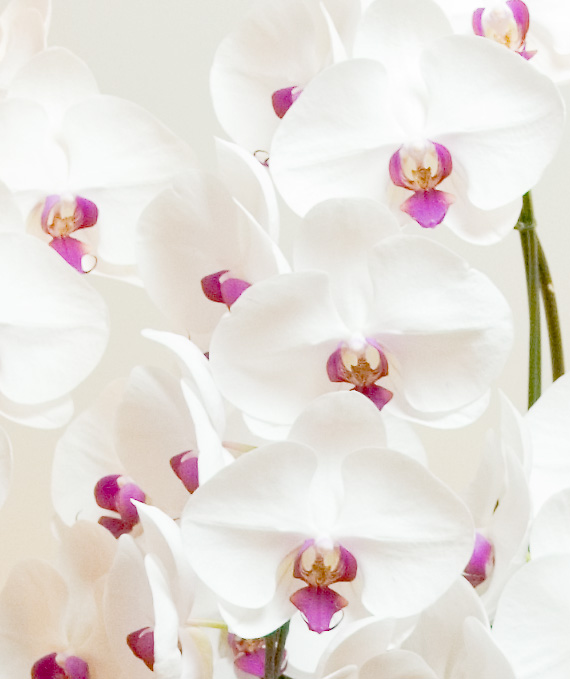 プレミアム・5本立ホワイト・レッド大輪胡蝶蘭