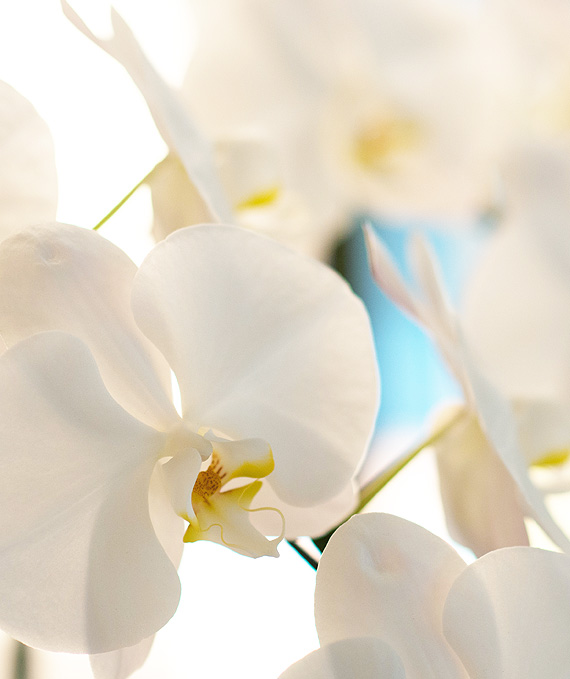 3本立ホワイト大輪胡蝶蘭