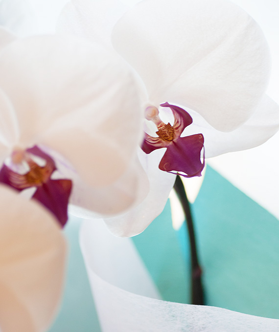 ロイヤル・3本立ホワイト・レッド大輪胡蝶蘭