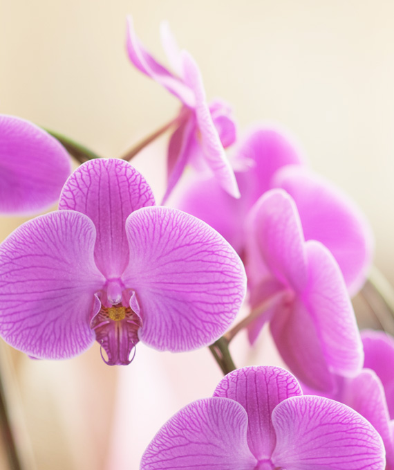 ロイヤル・3本立ピンク大輪胡蝶蘭