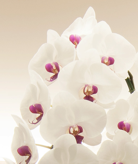 プレミアム・3本立ホワイト・レッド大輪胡蝶蘭