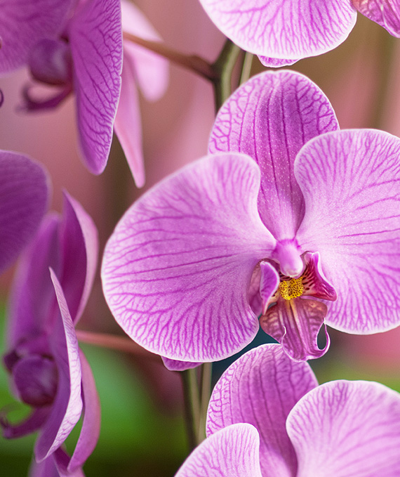 5本立ピンク大輪胡蝶蘭