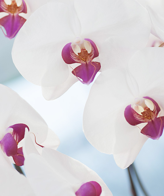 ロイヤル・5本立ホワイト・レッド大輪胡蝶蘭