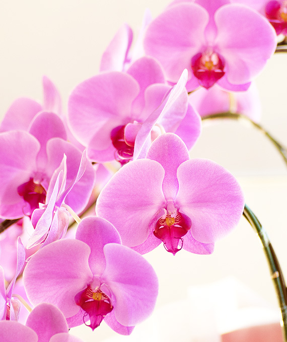 ロイヤル・5本立ピンク大輪胡蝶蘭