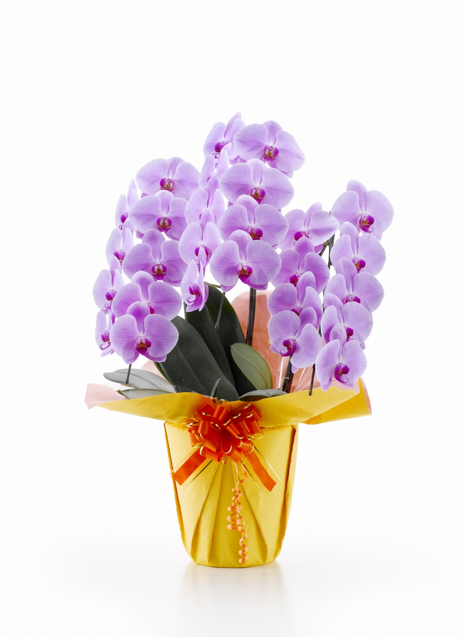 3本立ピンク大輪胡蝶蘭（1PP0309）【本州四国九州は送料無料】