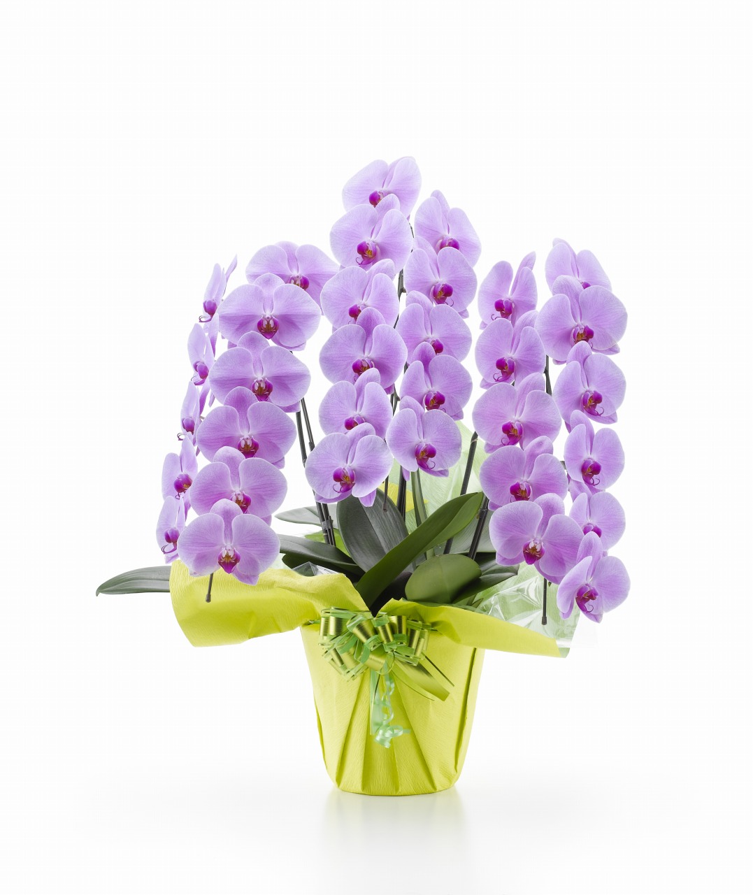 ロイヤル・3本立ピンク大輪胡蝶蘭（1PP0311)【本州四国九州は送料無料】