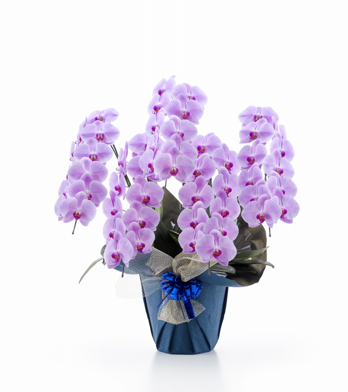 ロイヤル・5本立ピンク大輪胡蝶蘭（1PP0511)【本州四国九州は送料無料】