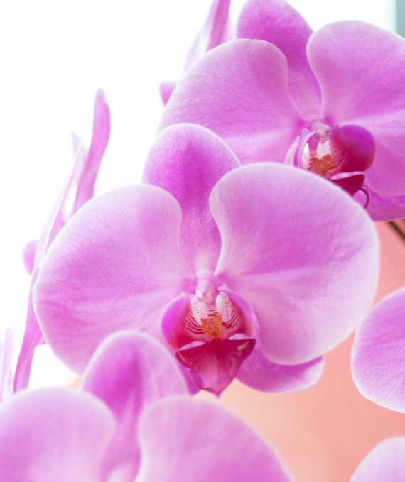 3本立ピンク大輪胡蝶蘭