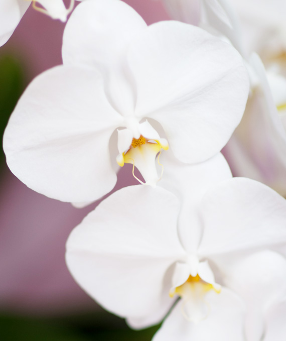 ロイヤル・3本立ホワイト大輪胡蝶蘭