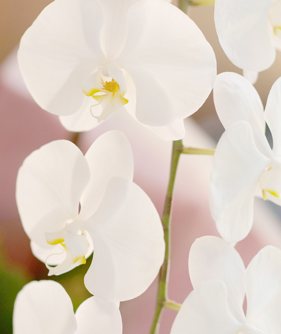 プレミアム・3本立ホワイト大輪胡蝶蘭