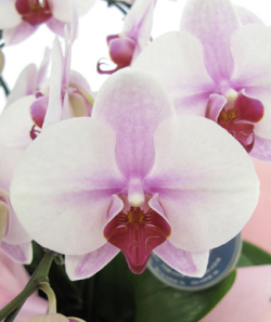 15000円コース ホワイトレッド系ミディ胡蝶蘭