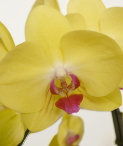 20000円コース イエロー系ミディ胡蝶蘭