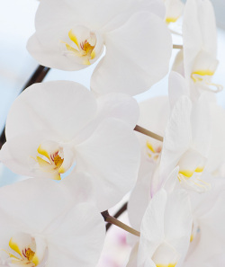 胡蝶蘭 35,000円コース ホワイト