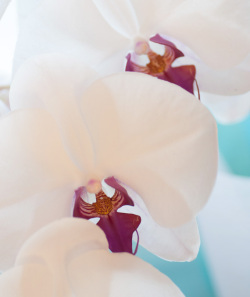 胡蝶蘭 15,000円コース ホワイト・レッド