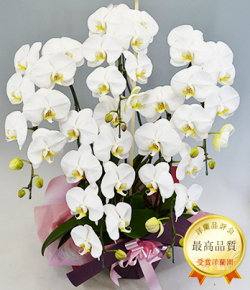 5本立ホワイト大輪胡蝶蘭