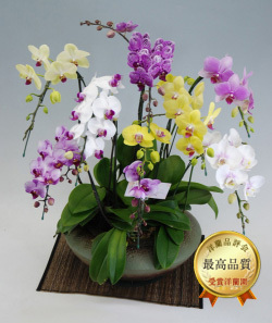 和鉢まどか・ミックスカラーミディ胡蝶蘭・雅