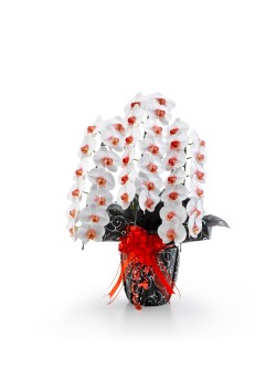 大輪胡蝶蘭 MIYABI リップ 3本立27輪以上