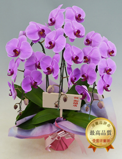3本立ピンク大輪胡蝶蘭