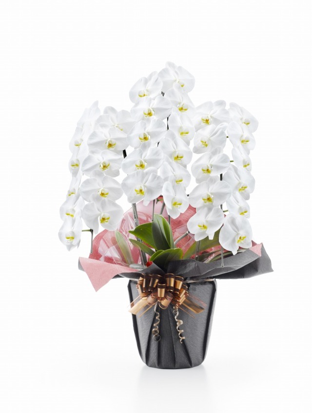 ロイヤル・3本立ホワイト大輪胡蝶蘭｜プレミアムコレクション -胡蝶蘭