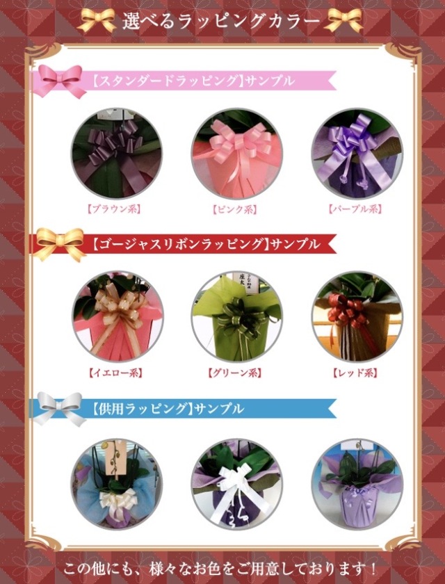 蘭様 5点おまとめ 高級胡蝶蘭 5本立 60輪以上‐サムライフラワー