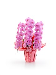 大輪胡蝶蘭 MIYABIさくら 3本立27輪以上