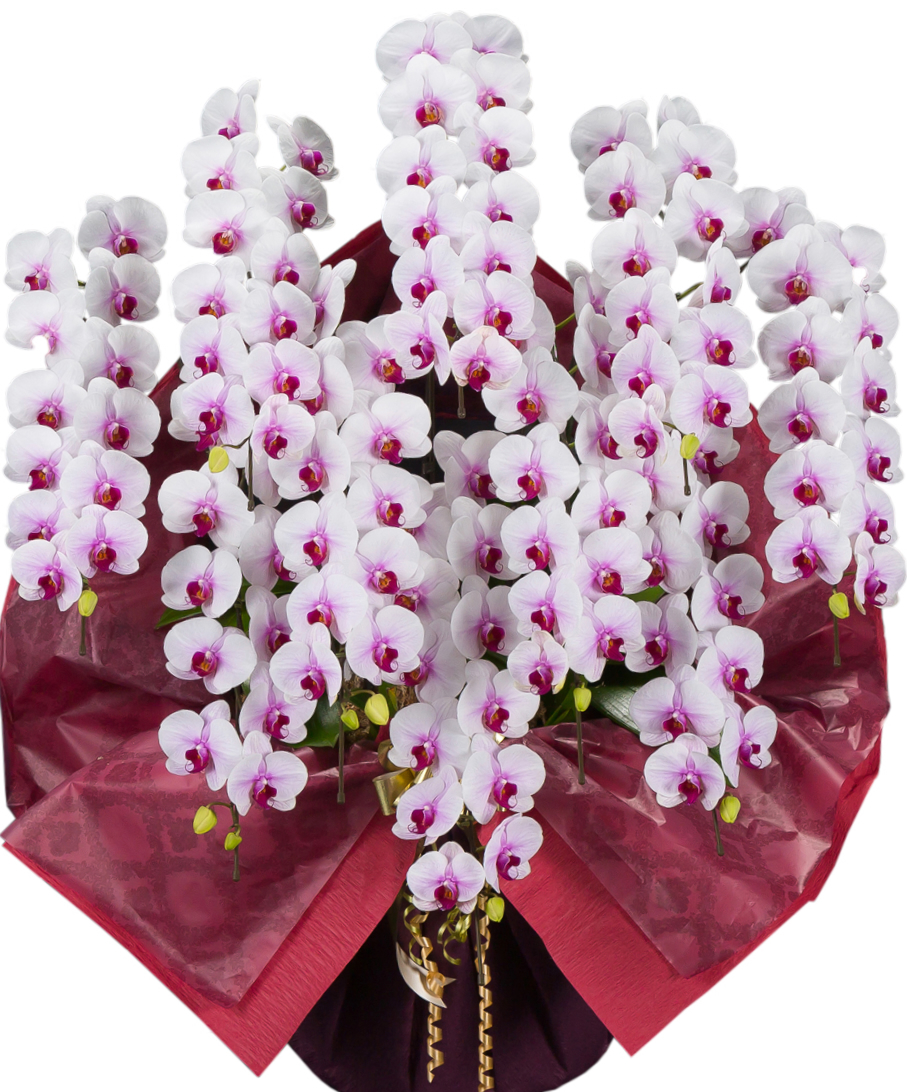 胡蝶蘭10本立　カラフルカラー （外側染色・10色セレクト）　※ほぼ全国見積りにて可能