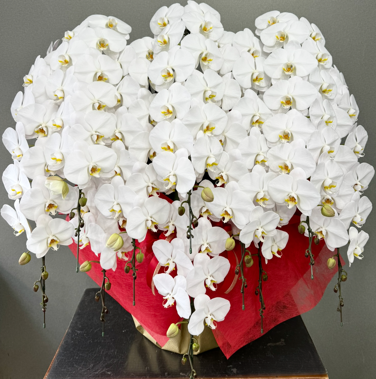 胡蝶蘭10本立　プレミアム　※全国に配達ができるようになりました