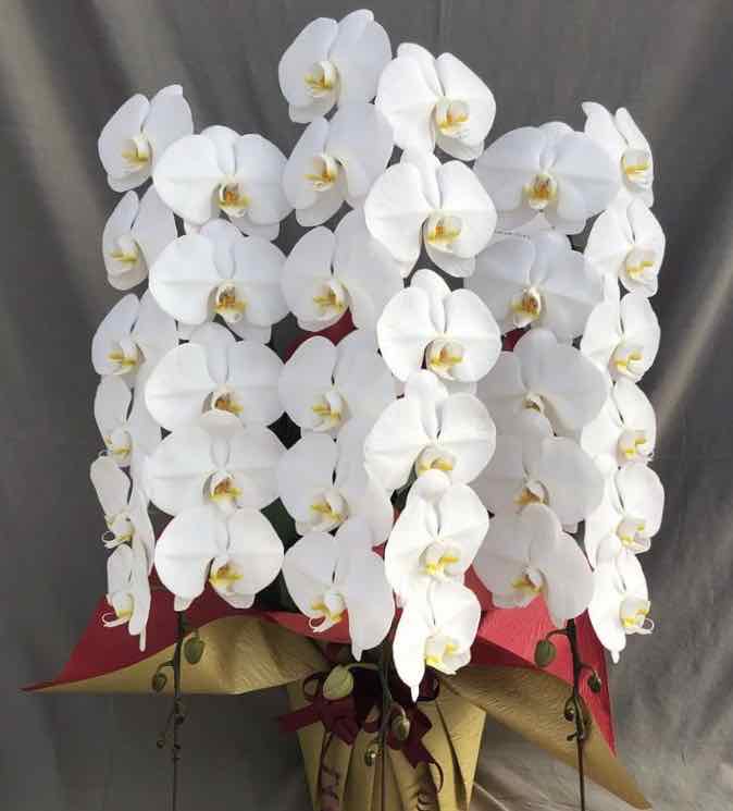 胡蝶蘭3本立 プラス 胡蝶蘭専門店プレミアムフラワー