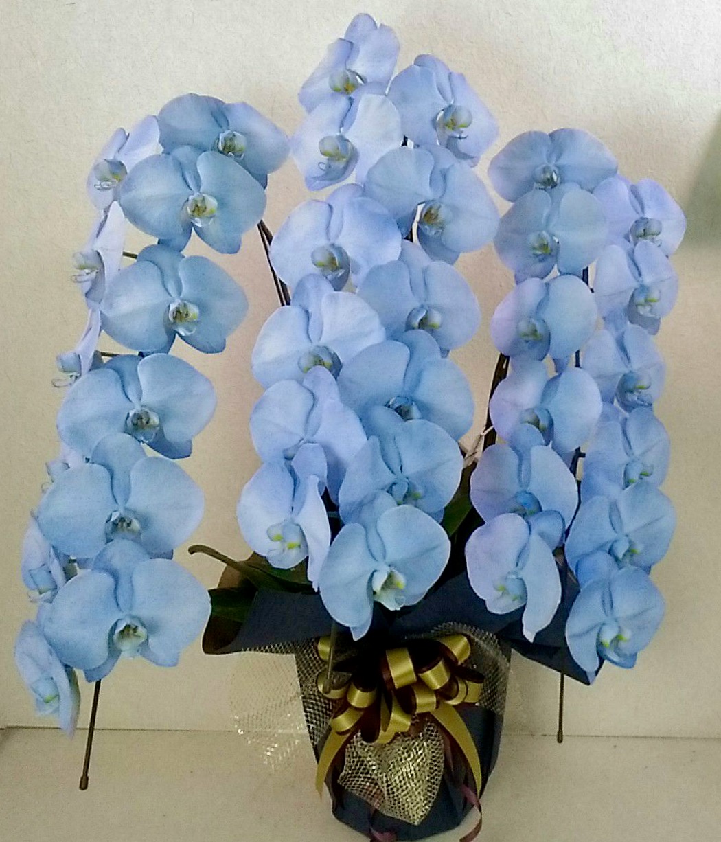 胡蝶蘭3本立　カラフルカラー　デラックス （外側染色・10色セレクト）