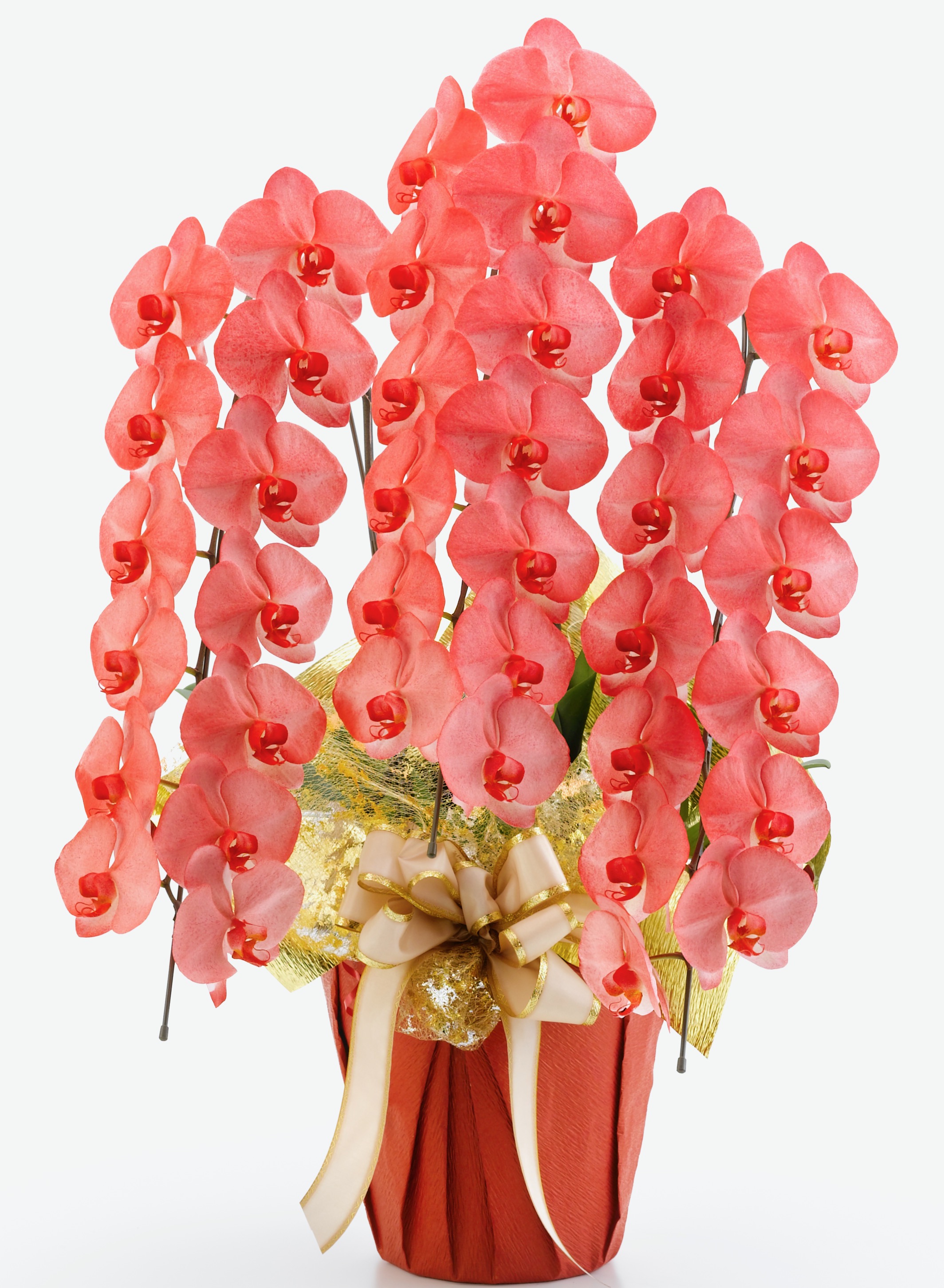 胡蝶蘭3本立　カラフルカラー　プラス（外側染色・10色セレクト）