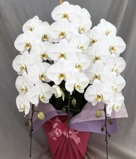 胡蝶蘭3本立　デラックス・Sクラス