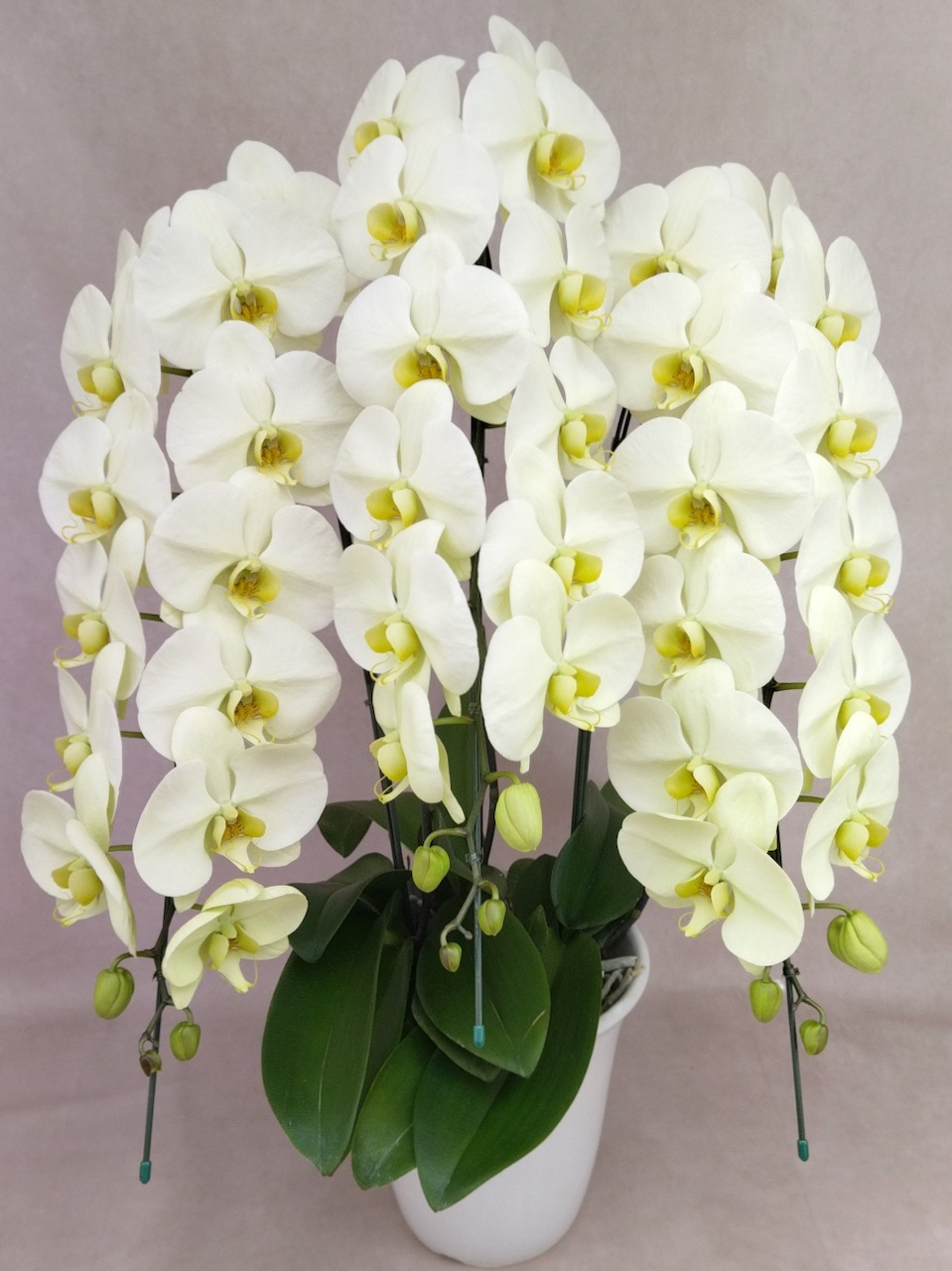 胡蝶蘭3本立 エメラルド色（天然色）【胡蝶蘭専門店プレミアムフラワー】