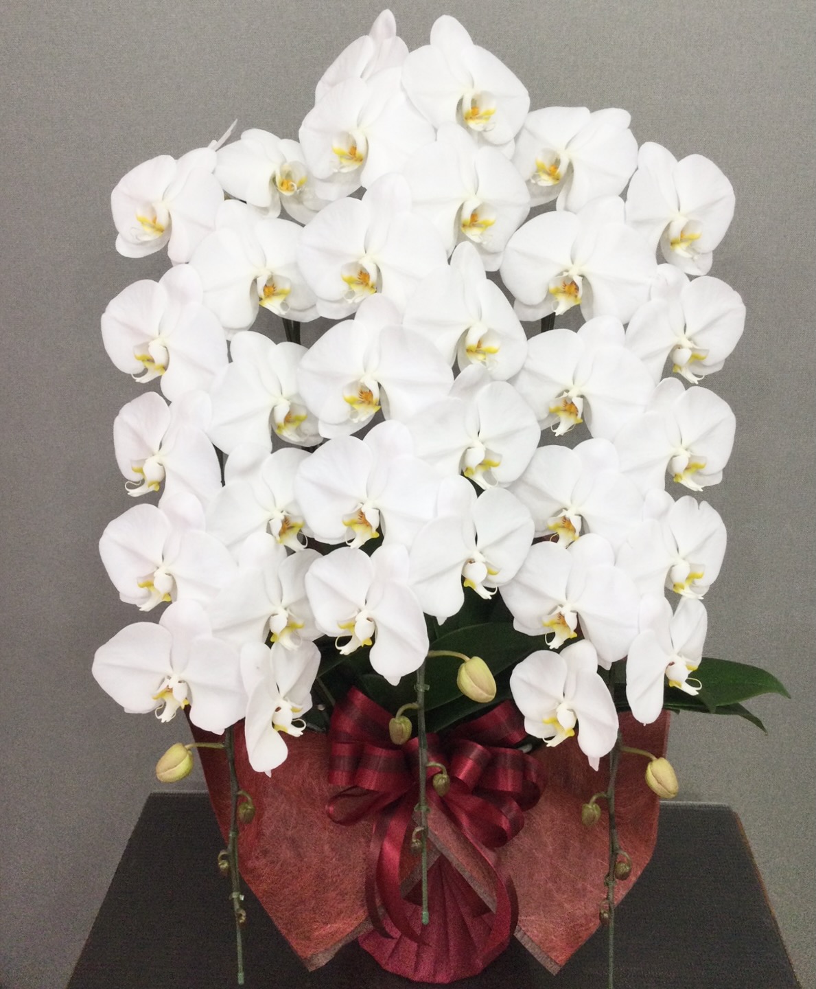 胡蝶蘭3本立　プラス（VIP特別価格）