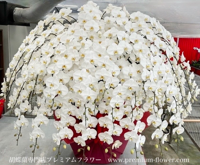 胡蝶蘭50本立　デラックス　※お届け地域限定