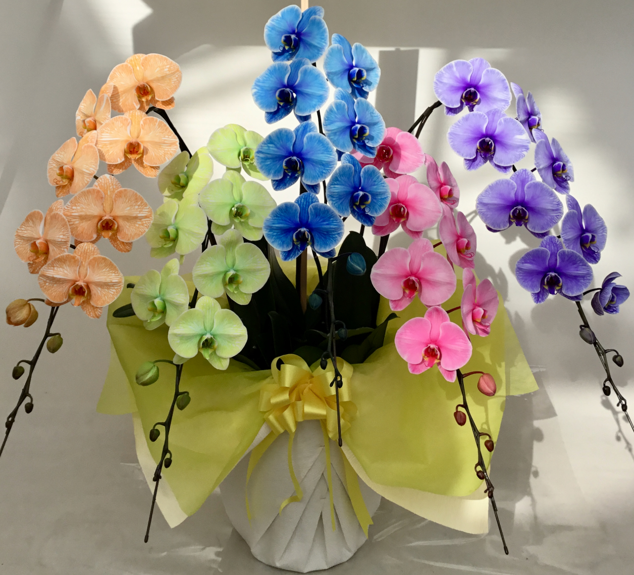 胡蝶蘭5本立　エレガンスカラー（内側染色・7色セレクト）