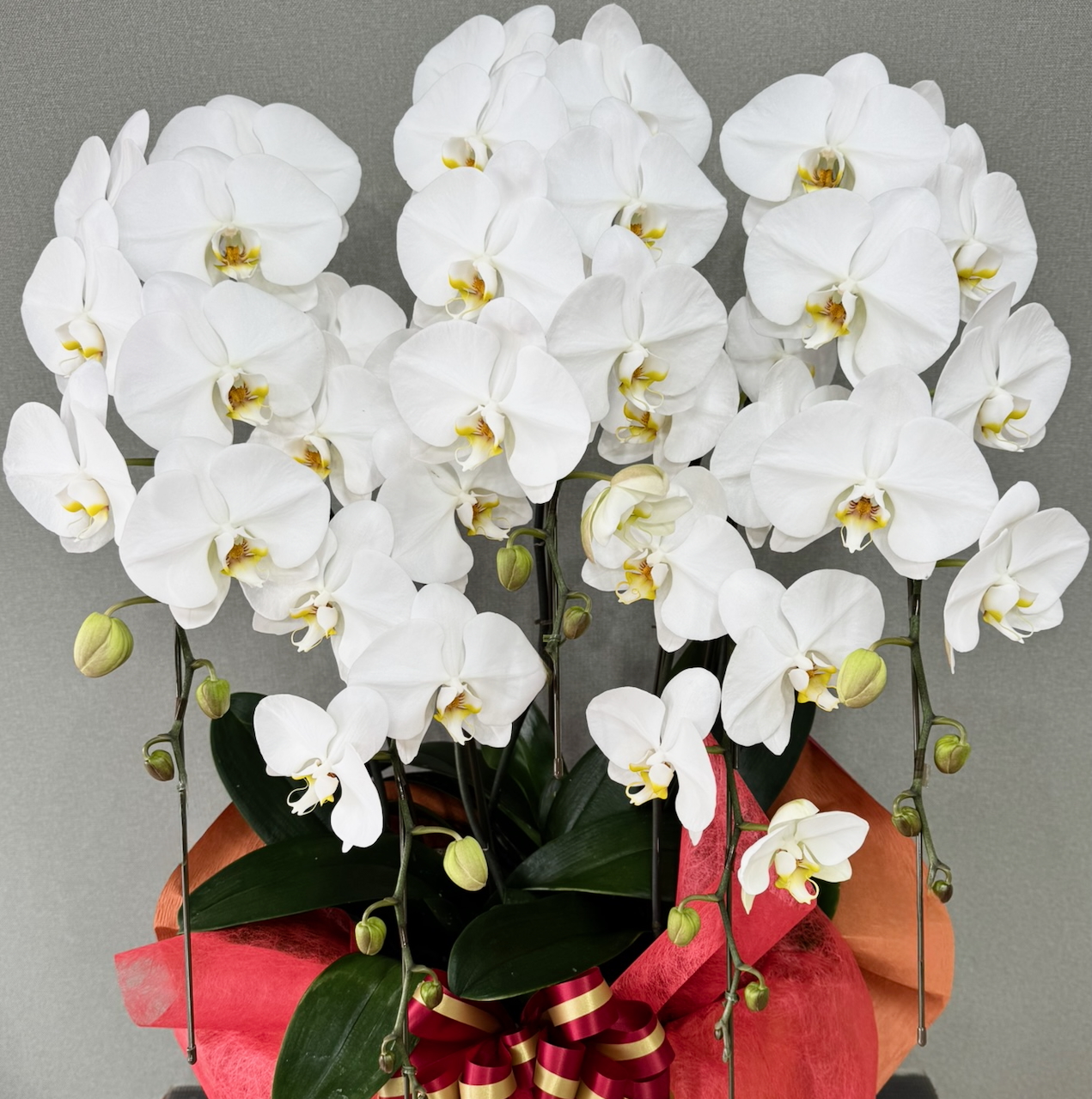 胡蝶蘭5本立　オーソドックス