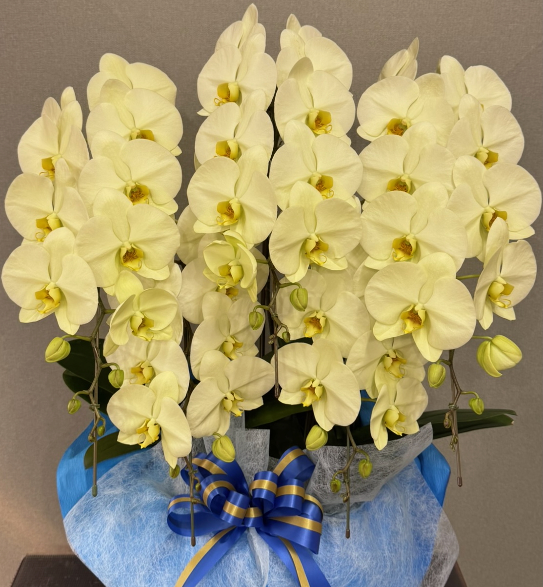 胡蝶蘭5本立　イエローダイヤモンド色（天然色）　※複数の大きさから選べます