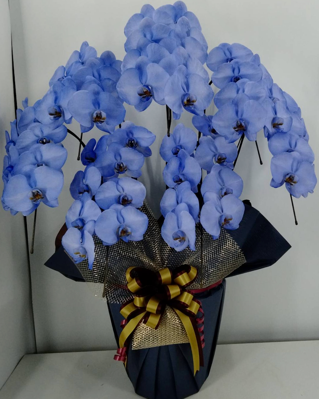 胡蝶蘭7本立　カラフルカラー　ジャスト（外側染色・10色セレクト）